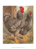 Cassell's Roosters II Framed Print