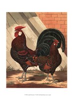 Cassell's Roosters V Fine Art Print