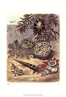 Shell Composition I Fine Art Print