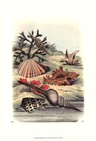 Shell Composition III Fine Art Print