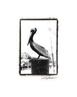 Pelican Perch Giclee