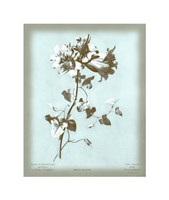 Amaryllis on Blue Giclee