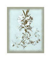 Lilium on Blue Giclee