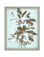 Ellebore on Blue Giclee