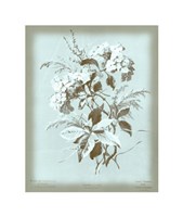 Hydrangea on Blue Giclee