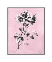 Amaryllis on Pink Giclee