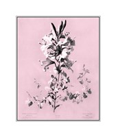 Lilium on Pink Giclee