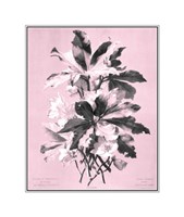 Ellebore on Pink Giclee