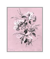 Hydrangea on Pink by Dussurgey - 8" x 10"