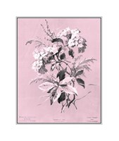 Hydrangea on Pink Giclee