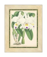 Orchid III Giclee