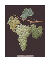 White Grapes Giclee