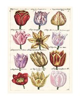 Tulips En Masse I Giclee