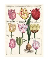 Tulips En Masse II Giclee