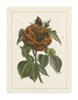 Chinese Red Rose I Giclee
