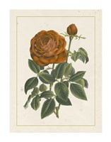 Chinese Red Rose II Giclee