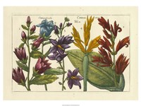 Botanical III Giclee