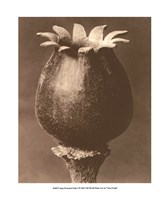 Sepia Botany Study I Giclee