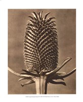 Sepia Botany Study III Framed Print