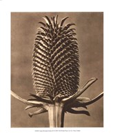 Sepia Botany Study III Giclee