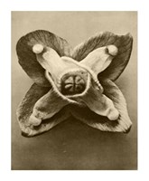 Sepia Botany Study V Giclee