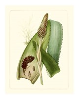 Exotic Flora I Giclee