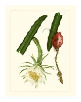 Exotic Flora II Giclee