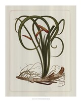 Exotic Flora VI Giclee