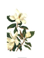 Magnolia I (Le) by Pamela Shirley - 14" x 19" - $45.49