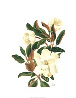 Magnolia II (Le) Giclee