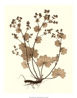 Sepia Nature Study I Giclee