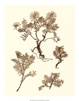 Sepia Nature Study II Giclee