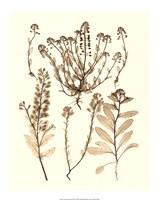 Sepia Nature Study III Giclee