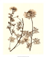 Sepia Nature Study IV Giclee