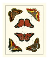 Butterflies I Framed Print