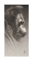 Jojo, The Orangutan Giclee