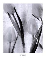 Tulips on Ice Fine Art Print