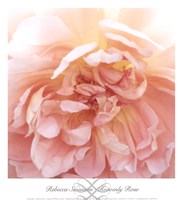 Heavenly Rose by Rebecca Swanson - 13" x 14"