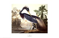 Louisiana Heron Fine Art Print