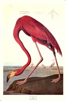 Pink Flamingo Fine Art Print