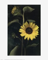 Two Sunflower Stems Fine Art Print
