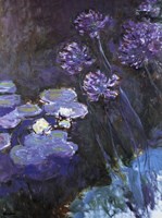 Waterlillies and Agapanthus Fine Art Print