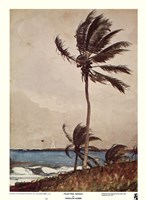 Palm Tree, Nassau Framed Print