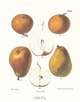 11" x 18" Pear Pictures