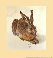 Young Hare Framed Print