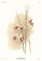 Vanda Hookeriana by Reichenbachia Orchids - 18" x 22"