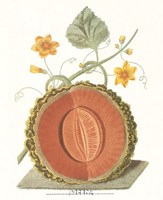 Melon - Cantalope Fine Art Print