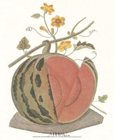Melon - Watermelon Fine Art Print