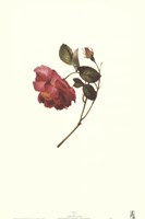 A Rose Fine Art Print