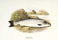 Grilse or Young Salmon Fine Art Print